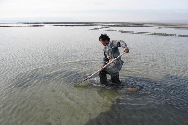 南美白對蝦養殖方法，掌握這7點輕松提高產量和收益