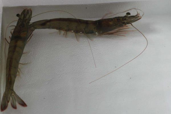 南美白對蝦養殖方法，掌握這7點輕松提高產量和收益