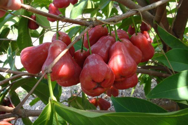 南方水果種植新品種