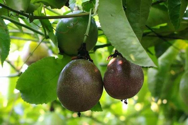 南方水果種植新品種