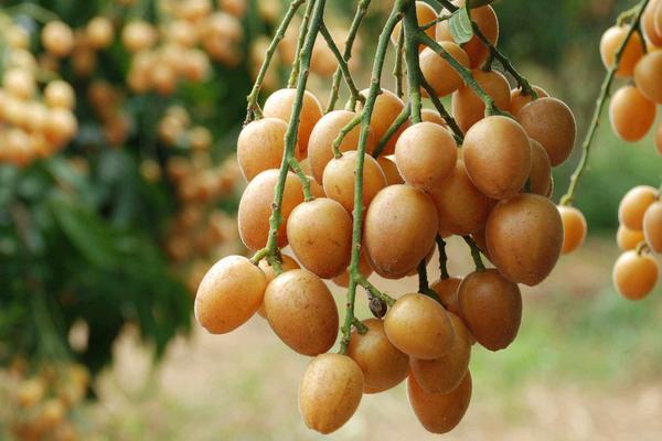 南方水果種植新品種