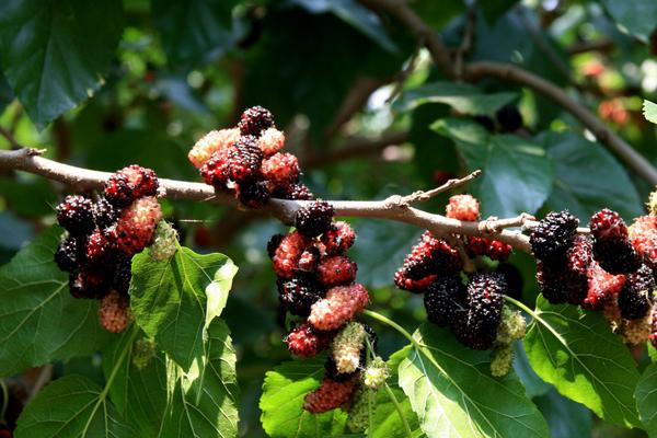南方水果種植新品種