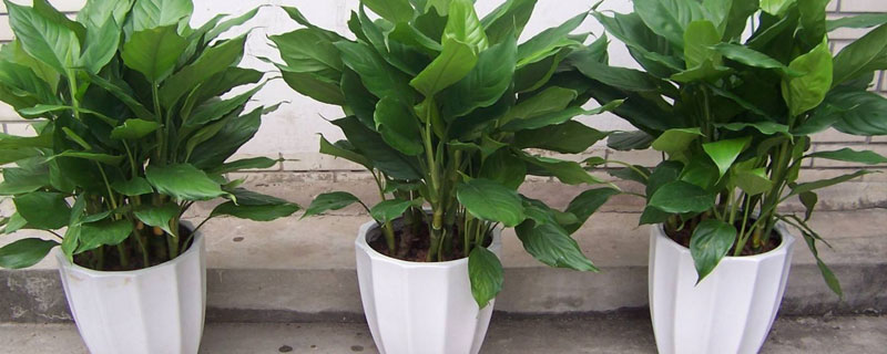 萬年青怎么養 萬年青盆栽養殖方法與注意事項