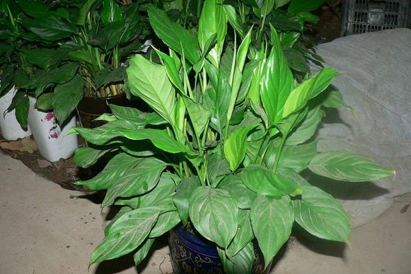 萬年青怎么養 萬年青盆栽養殖方法與注意事項