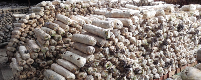 平菇種植新技術(shù),培養(yǎng)基要配制好,裝袋滅菌不能馬虎