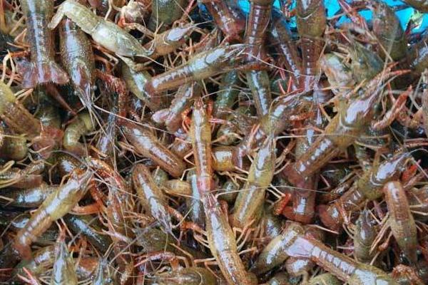 龍蝦苗哪里有批發(fā)