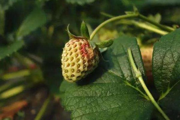 草莓灰霉病特效藥