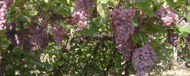 葡萄種植施肥時間和方法，合理科學(xué)施肥是保證品質(zhì)產(chǎn)量的關(guān)鍵