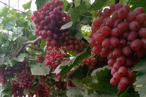 葡萄種植施肥時間和方法