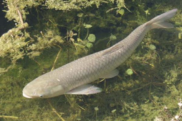求草魚飼料配方