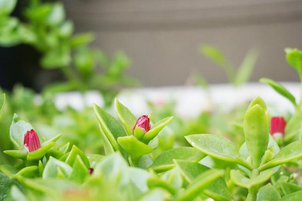 玫瑰吊蘭的養殖方法和注意事項