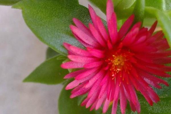 玫瑰吊蘭的養殖方法和注意事項