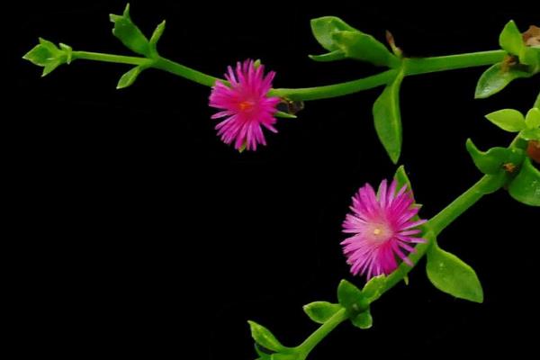 玫瑰吊蘭的養殖方法和注意事項