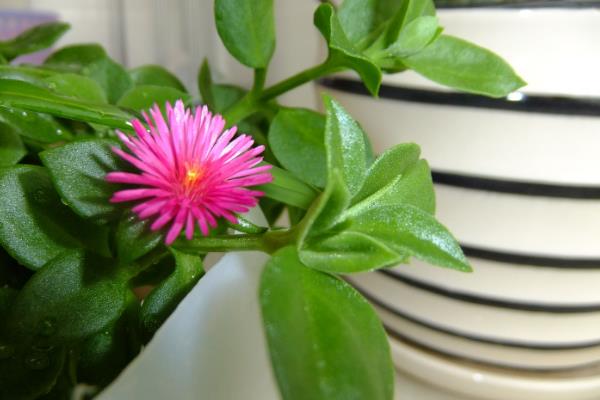 玫瑰吊蘭的養殖方法和注意事項