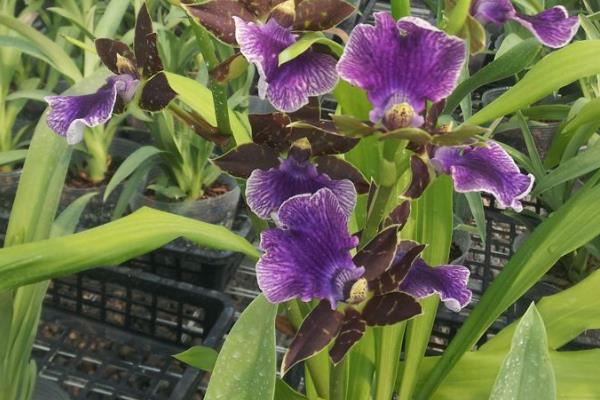 紫香蘭養(yǎng)殖方法