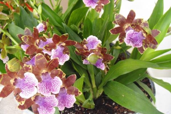 紫香蘭養(yǎng)殖方法