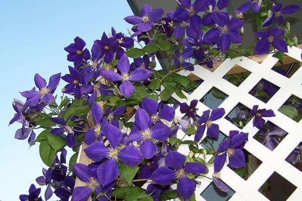 鐵線蓮的養(yǎng)殖方法之必備寶典