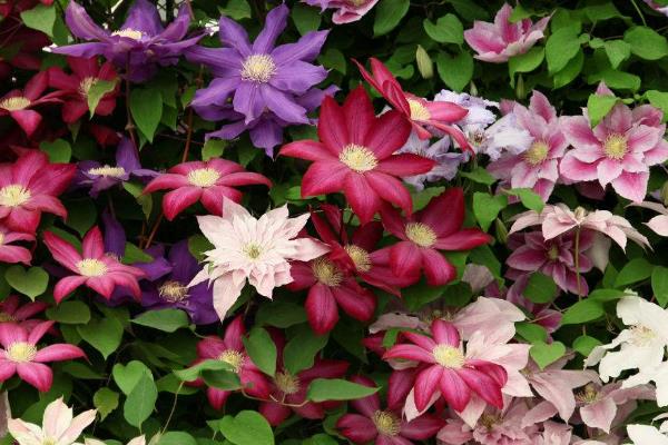 鐵線蓮的養(yǎng)殖方法之必備寶典