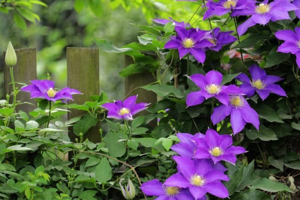 鐵線蓮的養(yǎng)殖方法之必備寶典