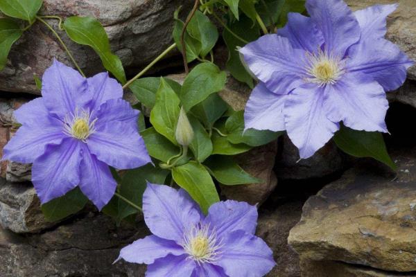 鐵線蓮的養(yǎng)殖方法之必備寶典