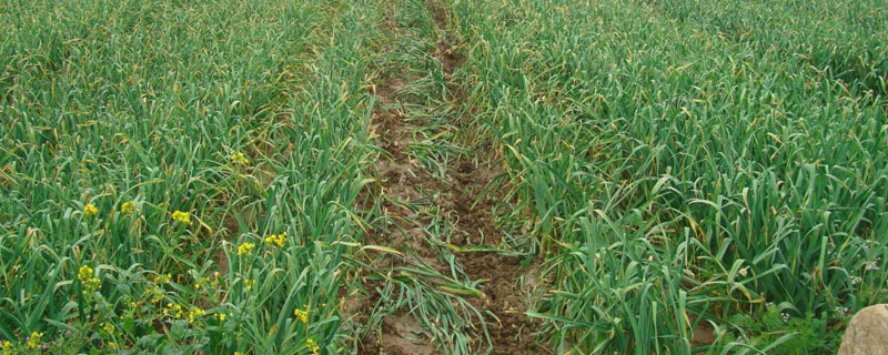 大蒜的種植及管理技術，適時播種合理施肥