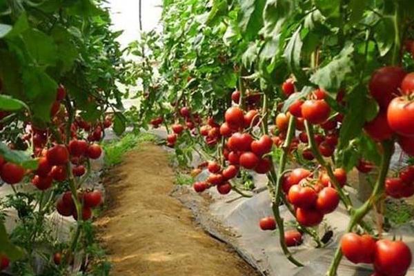 西紅柿什么時候育苗