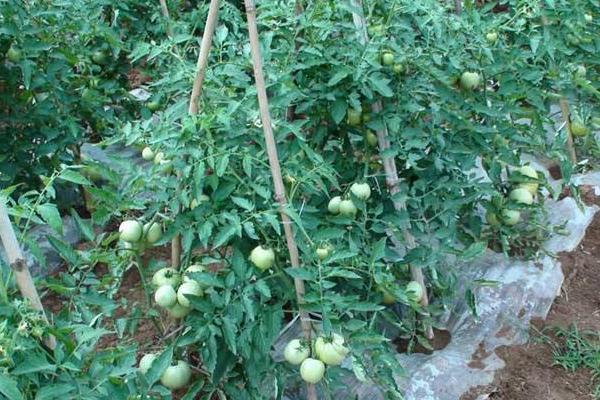 西紅柿什么時候育苗