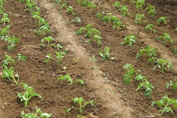 西紅柿什么時候育苗