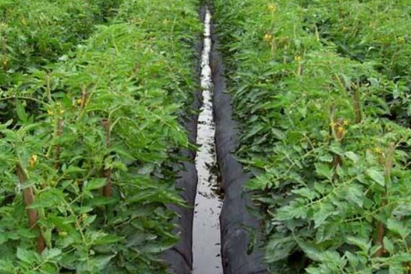 西紅柿什么時候育苗