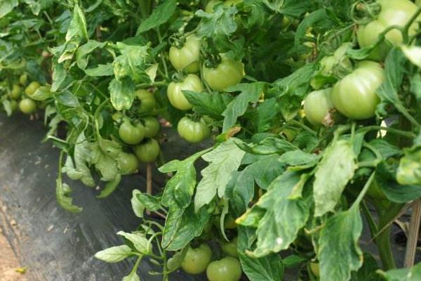 西紅柿什么時候育苗