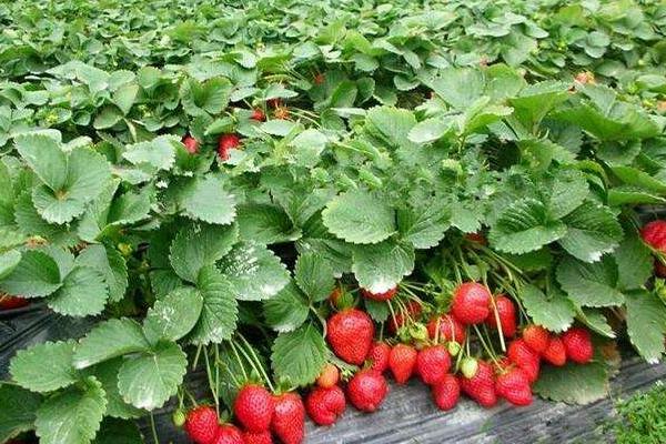 紅玉草莓介紹