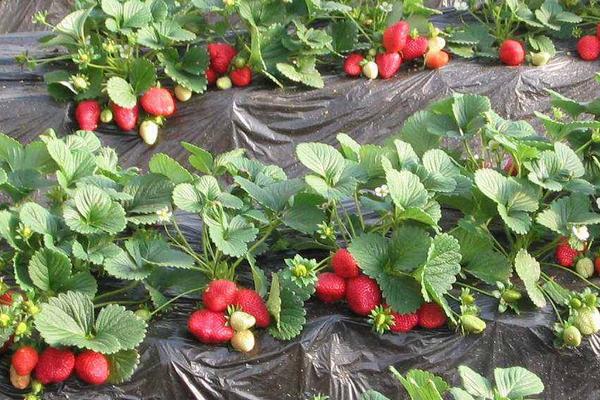 紅玉草莓介紹