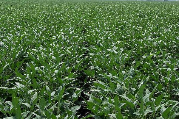 金源55大豆品種