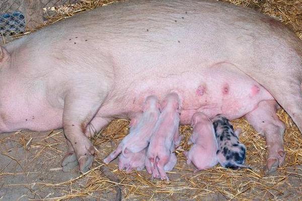 母豬產后沒奶有啥方法