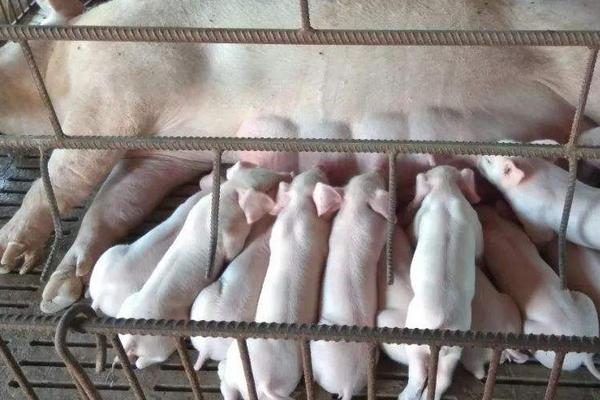 母豬產后沒奶有啥方法