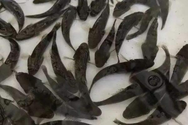 筍殼魚的養(yǎng)殖技術(shù)