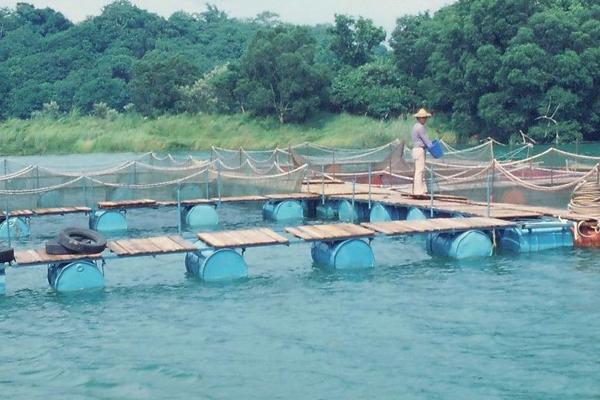 筍殼魚的養(yǎng)殖技術(shù)