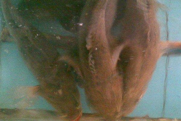 筍殼魚的養(yǎng)殖技術(shù)