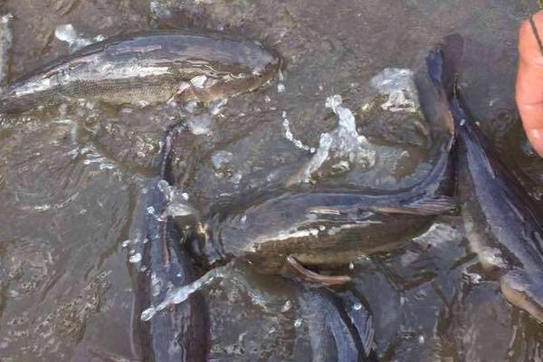 筍殼魚的養(yǎng)殖技術(shù)