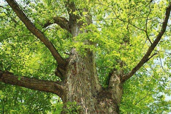 驅蚊植物哪種最好？驅蚊植物排行榜，夏天跟蚊蟲說拜拜