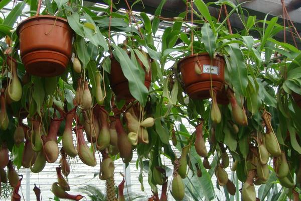 驅蚊植物哪種最好？驅蚊植物排行榜，夏天跟蚊蟲說拜拜