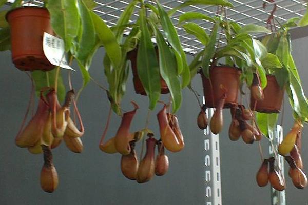 驅蚊植物哪種最好？驅蚊植物排行榜，夏天跟蚊蟲說拜拜