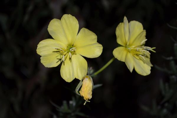 驅蚊植物哪種最好？驅蚊植物排行榜，夏天跟蚊蟲說拜拜