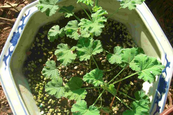 驅蚊植物哪種最好？驅蚊植物排行榜，夏天跟蚊蟲說拜拜