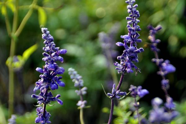 驅蚊植物哪種最好？驅蚊植物排行榜，夏天跟蚊蟲說拜拜