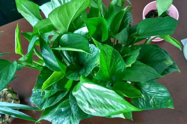 什么植物吸甲醛?6種植物推薦給住新房的你