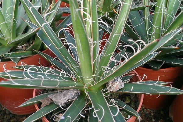 什么植物吸甲醛?6種植物推薦給住新房的你