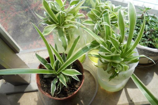 什么植物吸甲醛?6種植物推薦給住新房的你