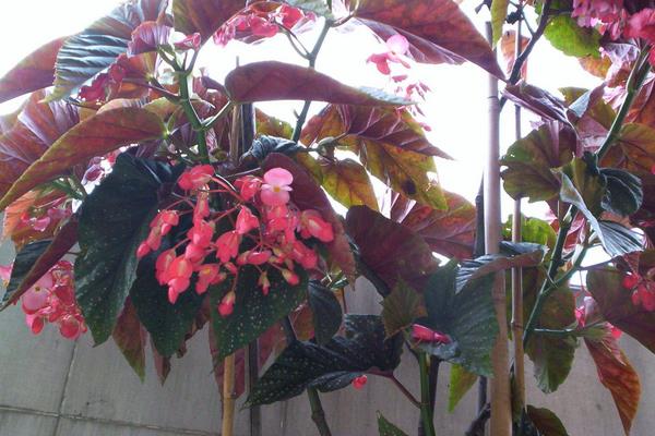 什么植物吸甲醛?6種植物推薦給住新房的你