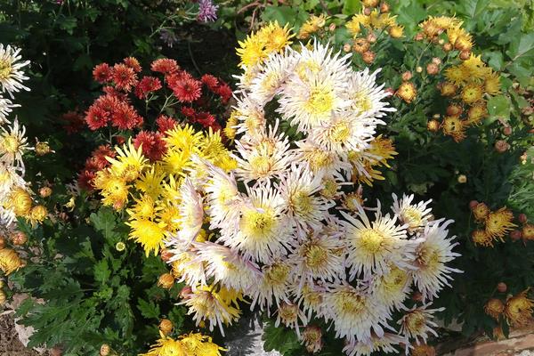 什么植物吸甲醛?6種植物推薦給住新房的你